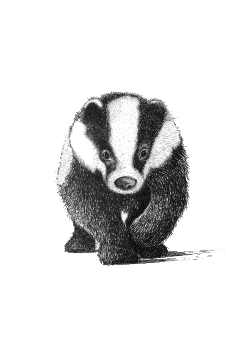 Badger Line Art | Mike Jackson Artist